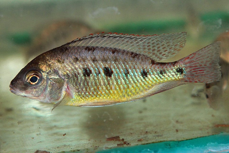 Protomelas virgatus 'Namalenje Island'